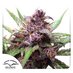 Blackberry Kush wiet kweken voor beginners met autoflower wietzaadjes