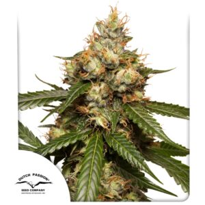 THCV-rijke wietplanten kweken met autoflower zaden