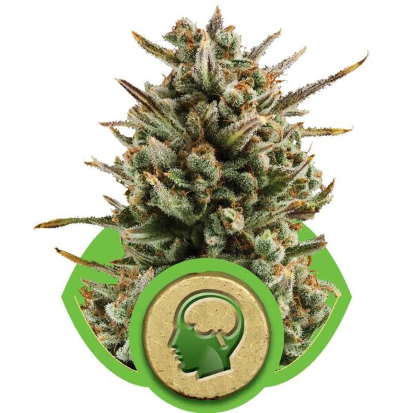 Amnesia Haze Automatic autoflower zaden voor een wietplant met hoge opbrengst