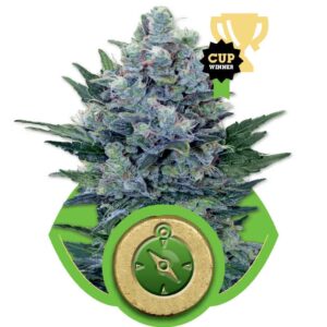 Northern Light Automatic autoflower zaden kopen bij Plantarium