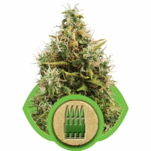 Autoflower zaden van de sativa dominantę wietplant Royal AK