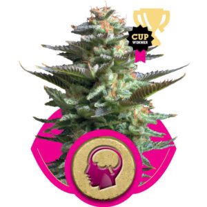Amnesia Haze gefeminiseerde wietzaadjes