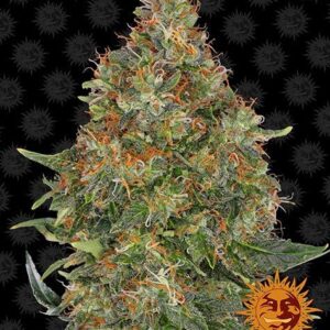 Pineapple Express autoflower wietzaden van Barney's Farm voor een supersnelle autoflowering indica