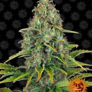 Blueberry Cheese autoflower wietzaden van Barney's Farm voor indica dominante wietplanten die groeien in verschillende omgevingen