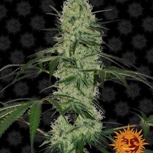 Tangerine Dream autoflower wietzaden van Barney's Farm voor een sativa dominante wietplant