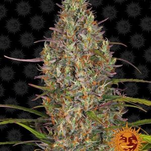Glue Gelato autoflower wietzaden van Barney's Farm voor het kweken van indica dominante met mooie wiet toppen