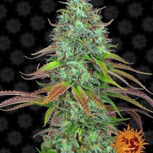 LSD autoflower wietzaden van Barney's Farm voor het kweken van indica dominante, zelfbloeiende wietplanten