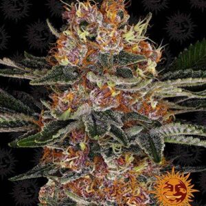 Purple Punch autoflower wietzaden van Barney's Farm voor een indica dominante, zelfbloeiende wietplant