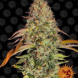 Zkittlez OG autoflower wietzaden van Barney's Farm voor het kweken van een wietplant met hoge opbrengst