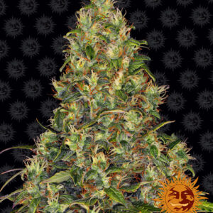 Amnesia Haze autoflower wietzaden van Barney's Farm voor sativa dominante hybride wietplanten die snel groeien