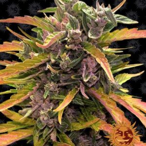 Gorilla Glue autoflower wietzaden van Barney's Farm voor snelgroeiende hybride wietplanten