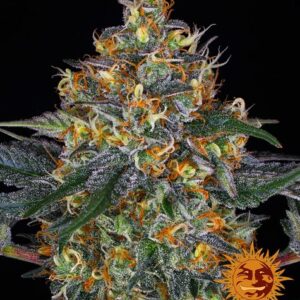 Moby Dick autoflower wietzaden van Barney's Farm voor het kweken van sativa dominante wietplanten