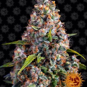Strawberry Cheesecake autoflower wietzaden van Barney's Farm voor een grote, compacte wietplant voor koel klimaat