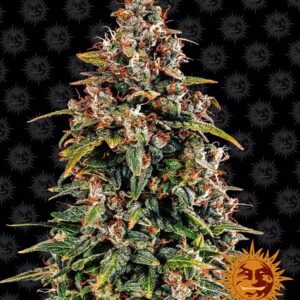 Watermelon Zkittlez autoflower wietzaden van Barney's Farm voor een zelfbloeier wietplant met veel THC