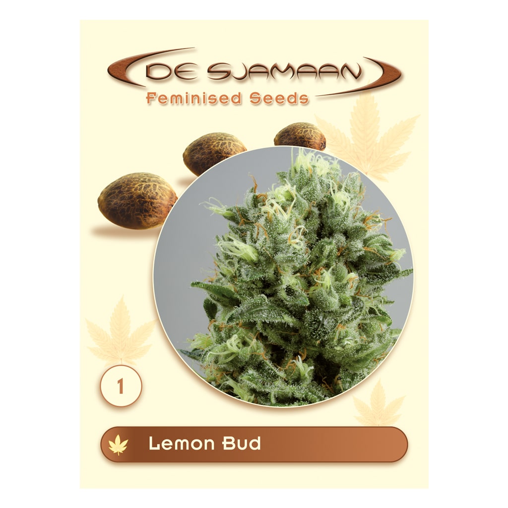 Lemon Bud Feminized Seeds