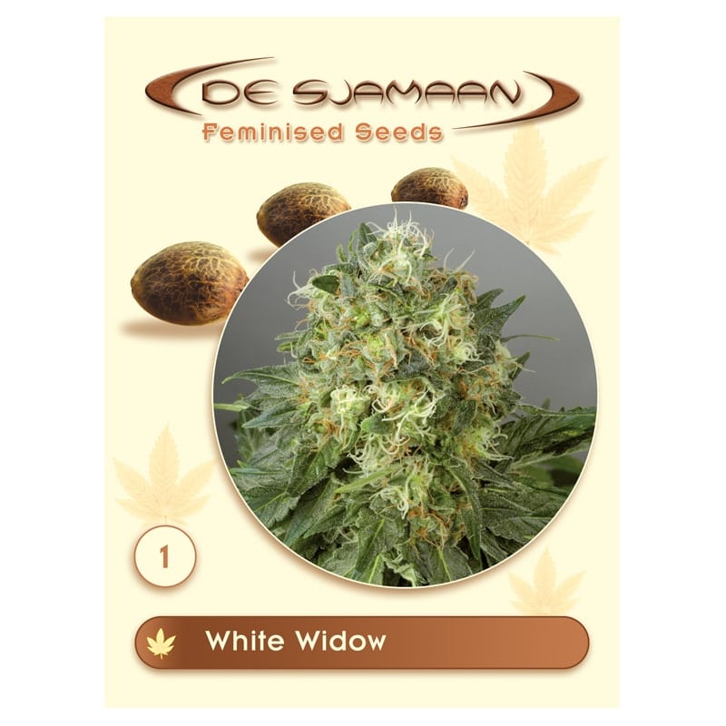 White Widow feminized wietzaadjes van De Sjamaan Cannabis Seeds