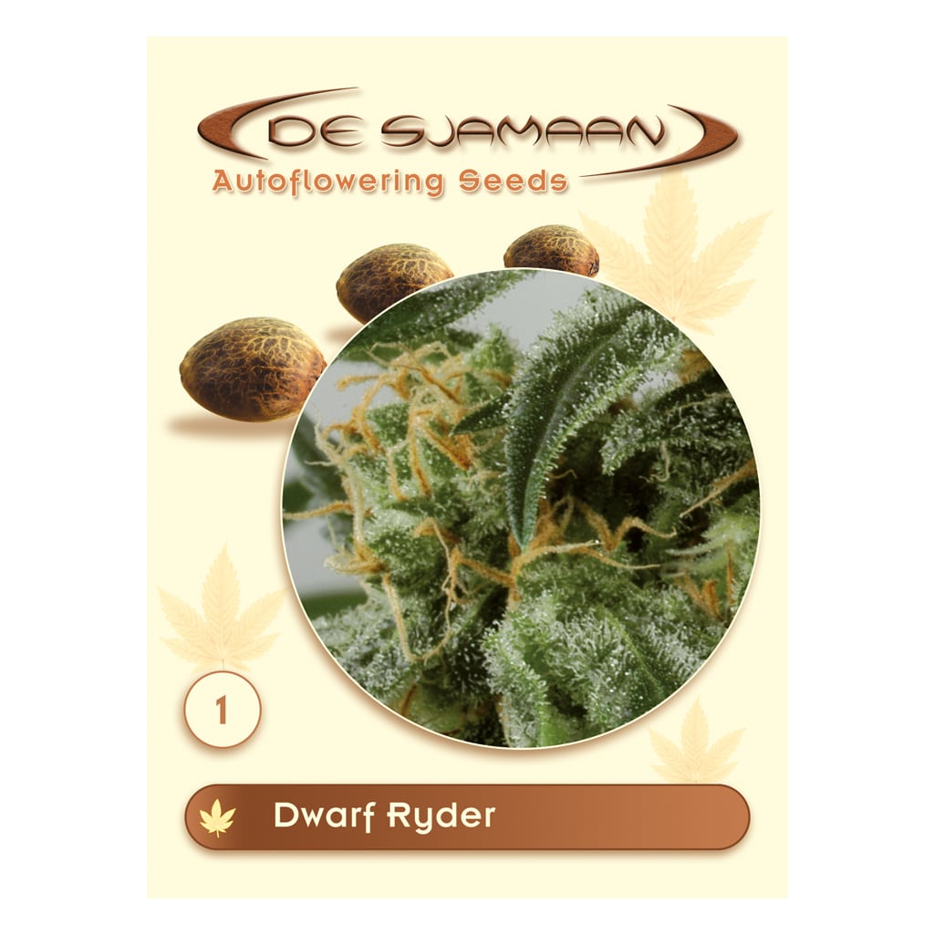 Dwarf Ryder autoflower wietzaadjes