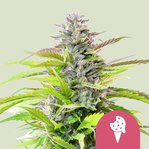 Cookies Gelato gefeminiseerde wietzaden van Royal Queen Seeds voor wietplanten met hoog THC percentage