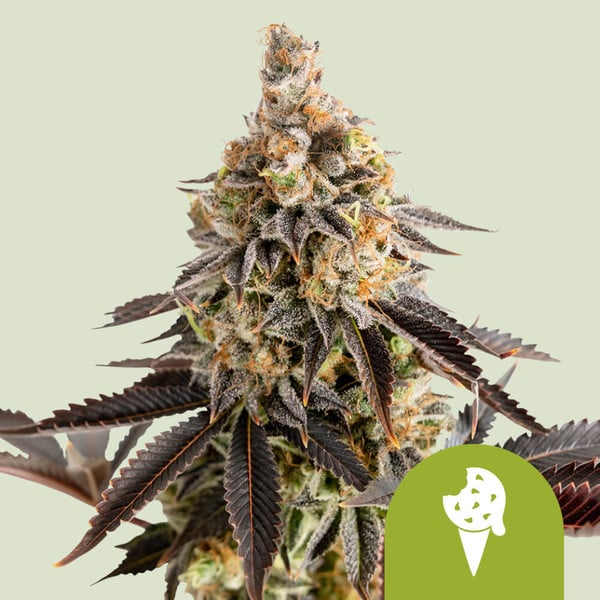 Cookies Gelato Automatic autoflower wietzaden van Royal Queen Seeds voor het kweken van indica dominante wietplanten met hoog THC percentage