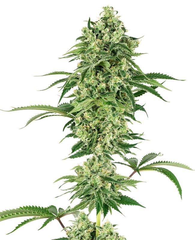 Gefeminiseerde wietzaadjes van de indica dominante wietplant Nicole Hindu Kush