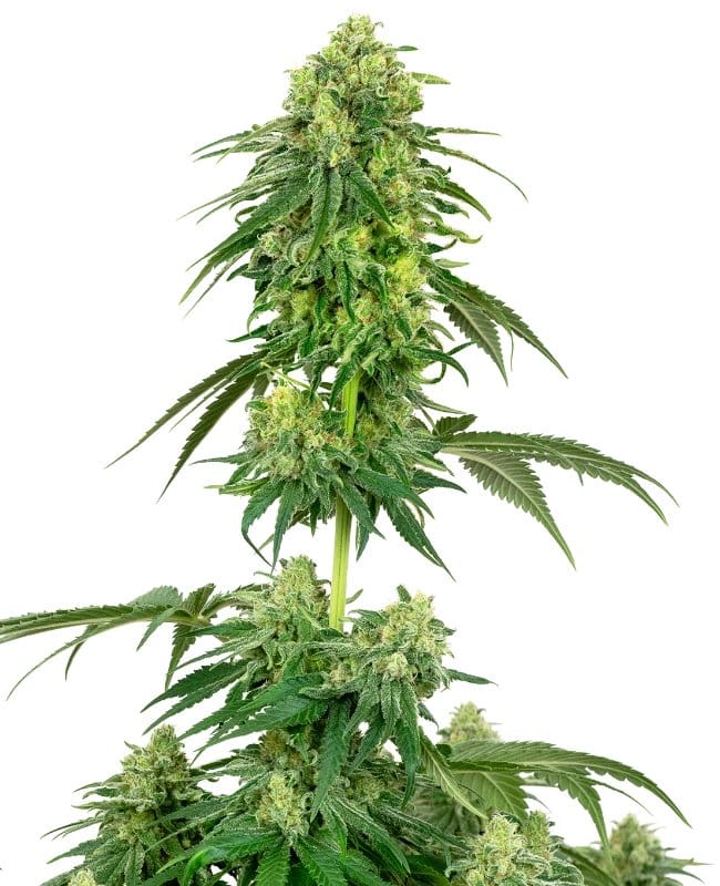 Indica dominante wietplant Strawberry Kush zorgt voor een hoge opbrengst