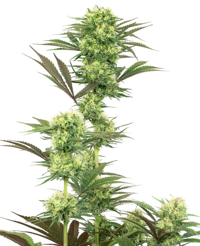 Gefeminiseerde wietzaden van 50/50 indica-sativa hybride wietplanten Guava Jelly
