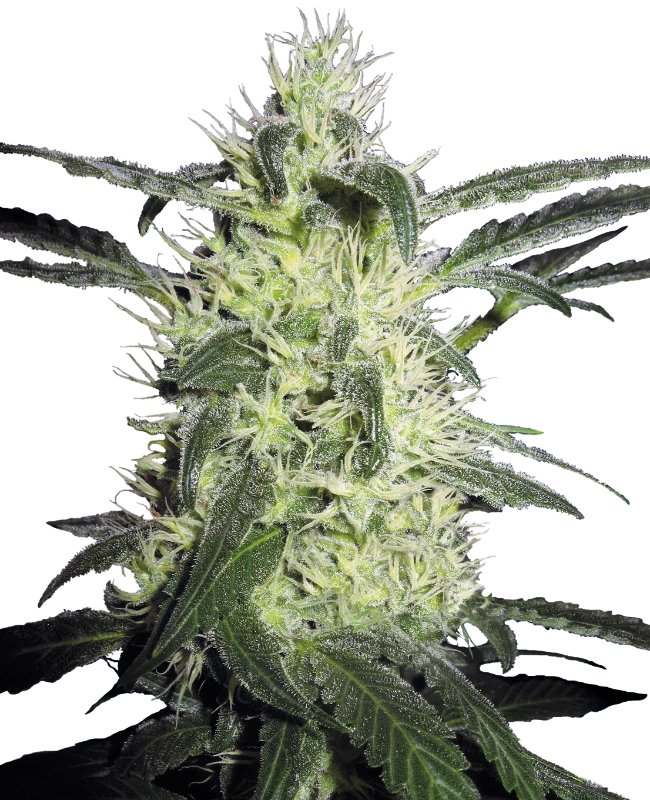 Feminized Seeds van de sativa dominante wietplant Silver Haze