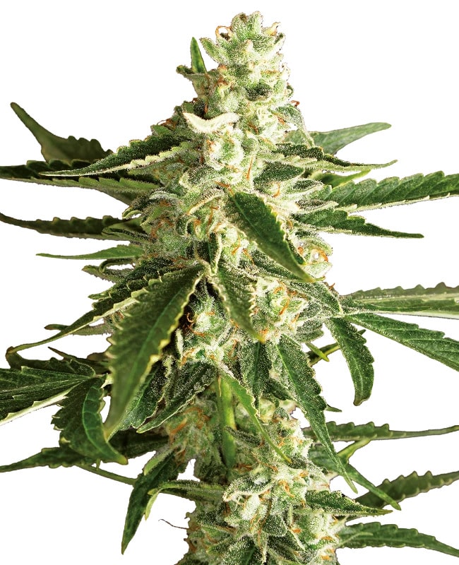 Hybride wietplanten kweken met White Diesel Haze autoflower zaden van White Label Seed Company