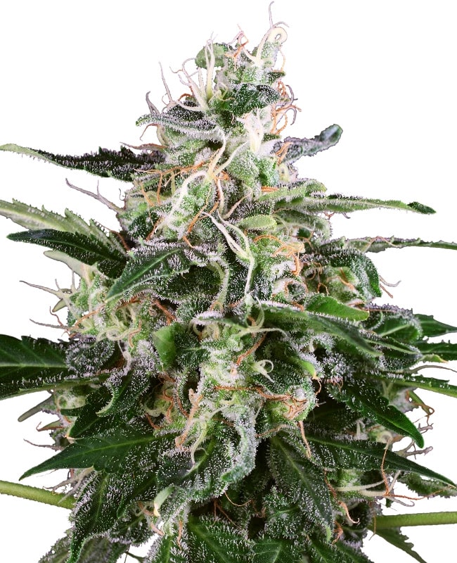 White Skunk autoflower wietzaadjes kweken voor compacte hybride wietplanten