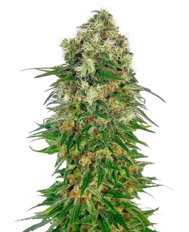 Compacte indica dominante wietplanten kweken met Shiva Skunk Automatic autoflower zaden van Sensi Seeds