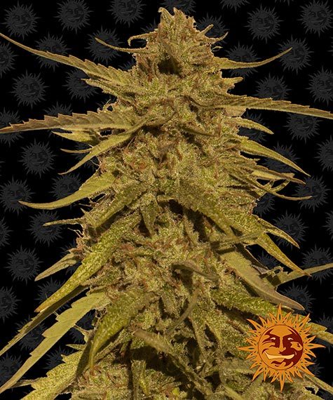Pineapple Haze Reguliere wiet zaden van Barney's Farm is een sativa dominante wiet