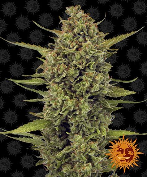 Acapulco Gold gefeminiseerde wietzaadjes van Barney's Farm voor het kweken van sativa dominante wietplanten