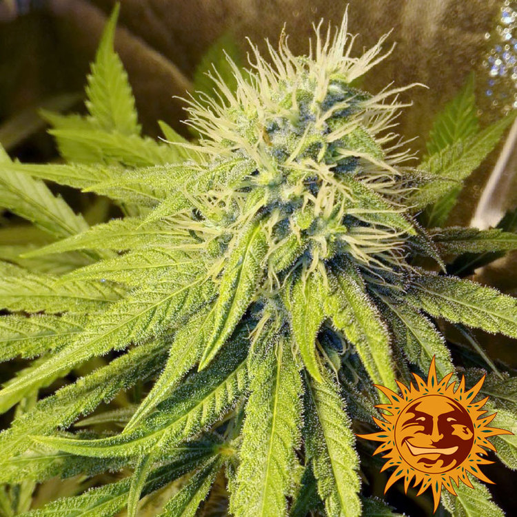 Pineapple Chunk gefeminiseerde wietzaden van Barney's Farm voor wietplanten met veel CBD