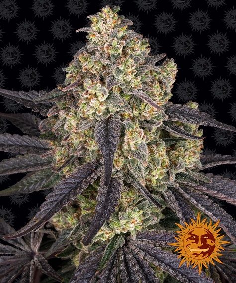 Kush Mintz feminized seeds van Barney's Farm voor het kweken van een wietplant met ontspannende eigenschappen