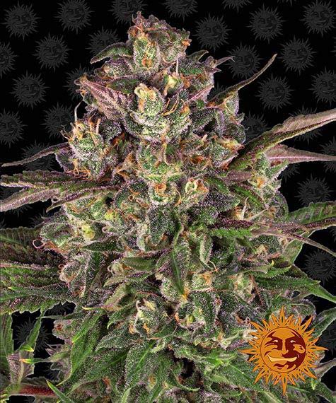 Peyote Critical gefeminiseerde wietzaden van Barney's Farm voor indica dominante wietplanten