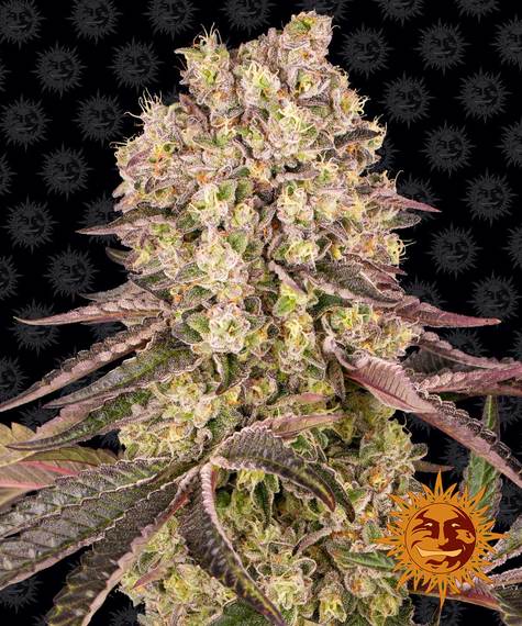 Runtz Muffin feminized seeds van Barney's Farm voor het kweken van een wietplant met hoge opbrengst