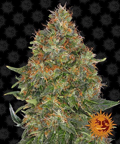 Pineapple Express autoflower wietzaden van Barney's Farm voor een supersnelle autoflowering indica