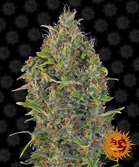 Critical Kush autoflower wietzaden van de populaire autoflowering wietplant van Barney's Farm