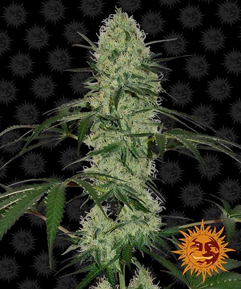 Tangerine Dream autoflower wietzaden van Barney's Farm voor een sativa dominante wietplant