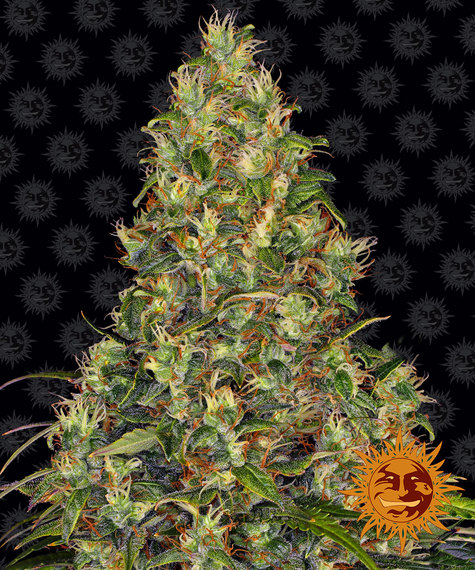 Amnesia Haze autoflower wietzaden van Barney's Farm voor sativa dominante hybride wietplanten die snel groeien