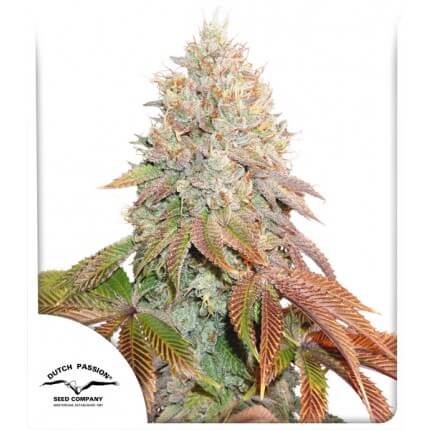 Banana Blaze autoflower zaden van Dutch Passion