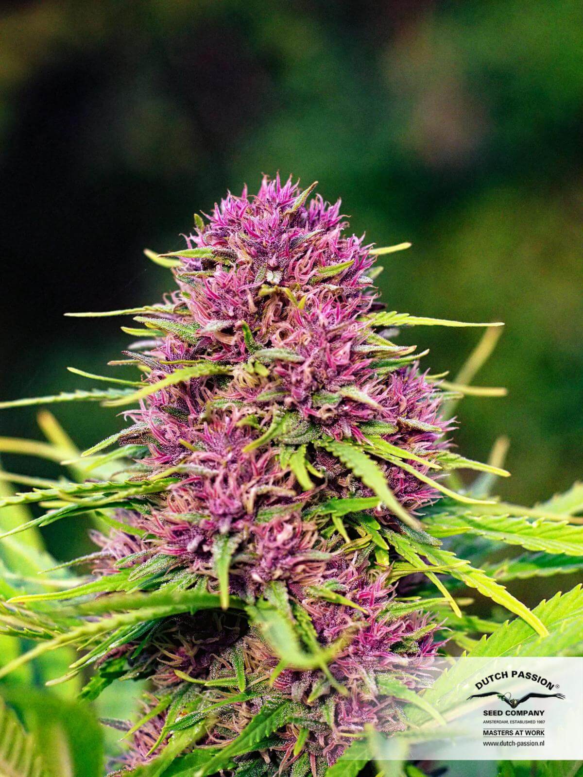 Frisian_Dew_outdoor beste buitenwiet