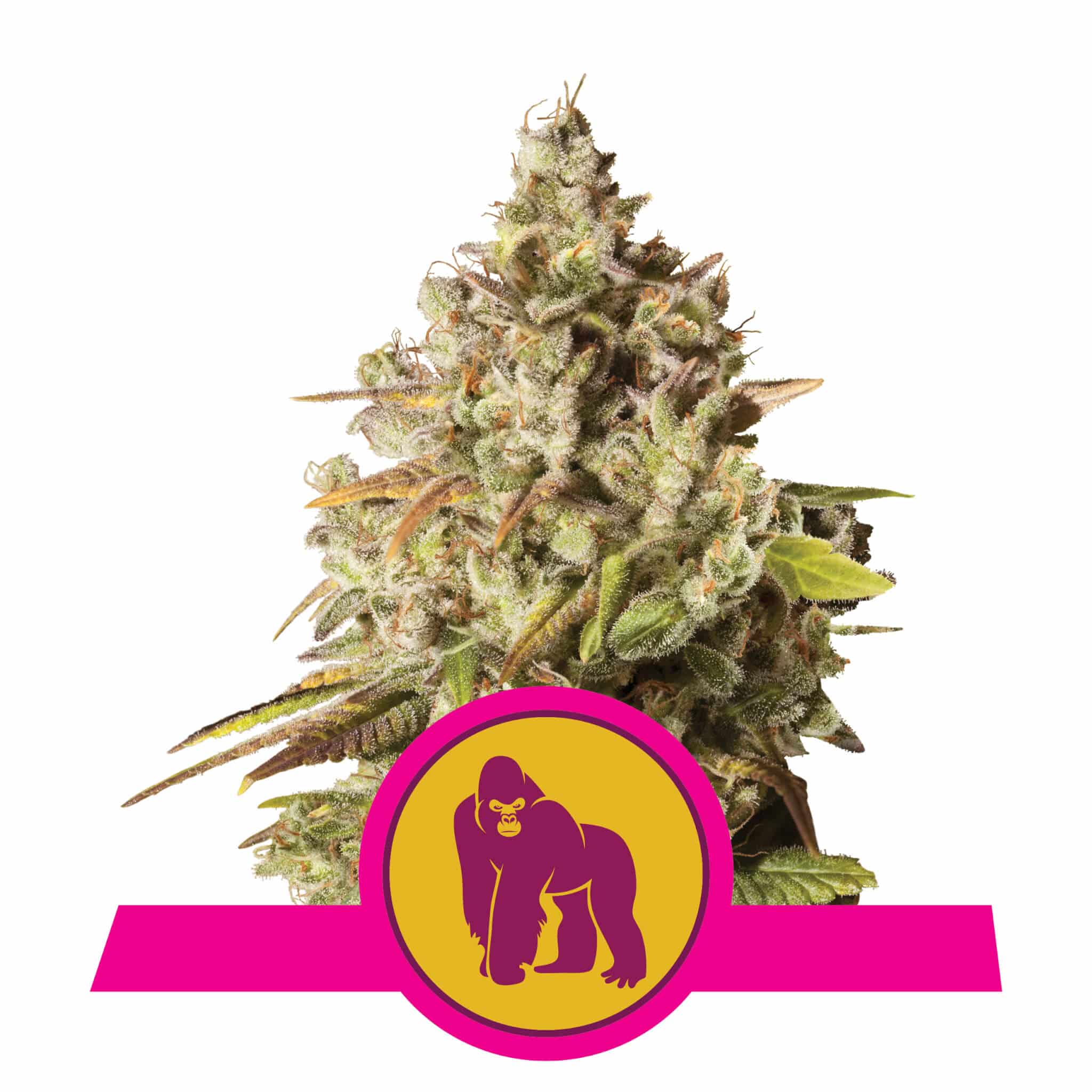 Royal Gorilla feminized seeds van Royal Queen