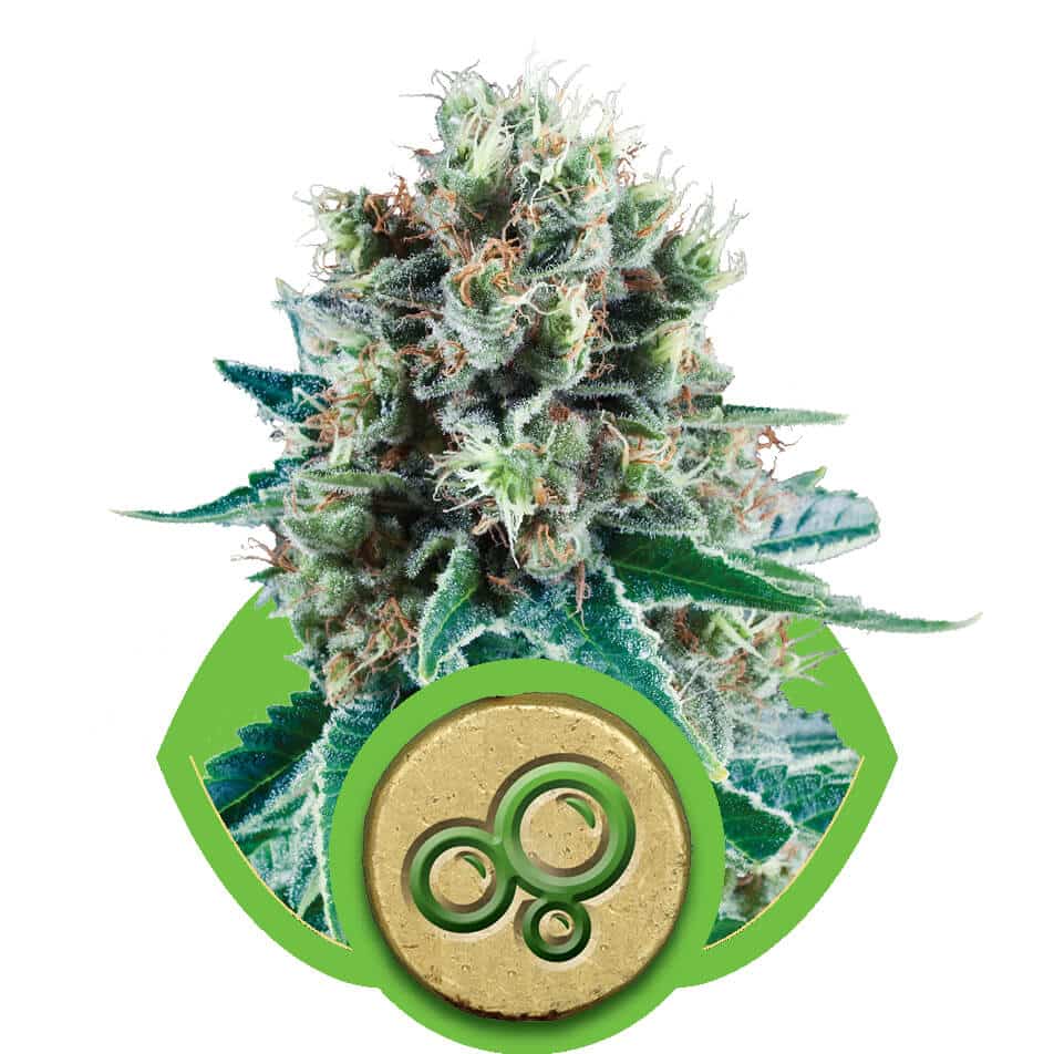 Bubble Kush Automatic