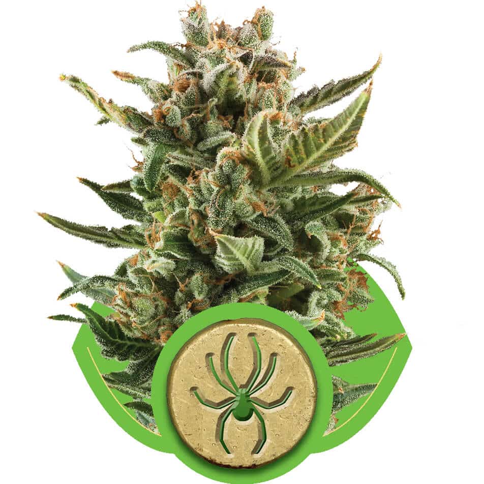 Hybride autoflower wietzaadjes White Widow Automatic van Royal Queen Seeds