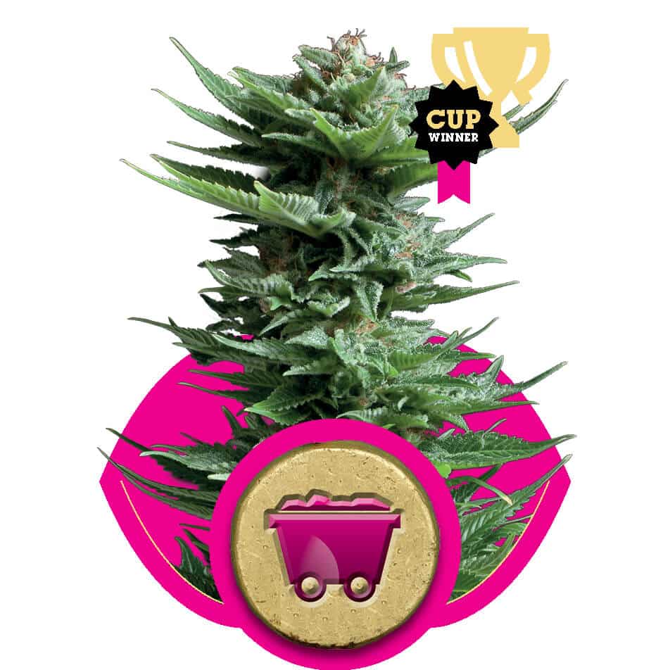 Shining Silver Haze feminized wietzaadjes van Royal Queen Seeds