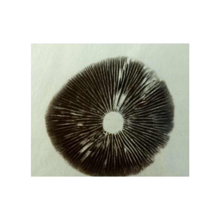 Paddo sporenprint Cambodian is een magic mushroom spore print met sporen van Psilocybe cubensis Cambodja.
