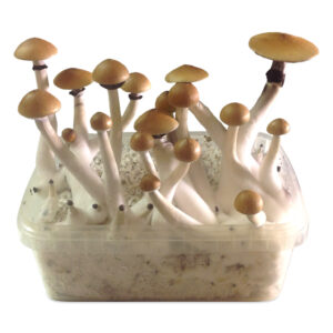 Magic Mushroom Grow Kit Cambodja 1200ml is een paddo growkit dat mycelium bevat van Psilocybe cubensis Cambodja.