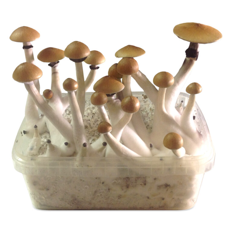 Magic Mushroom Grow Kit B+ is een paddo growkit dat mycelium bevat van Psilocybe cubensis B+.