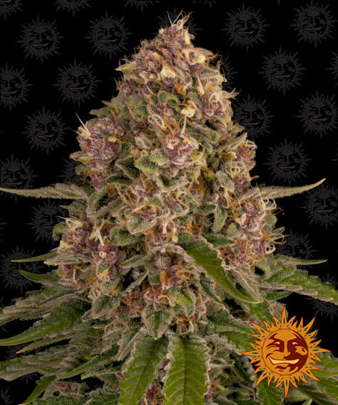 Pink Kush gefeminiseerde wietzaden van Barney's Farm voor wietplanten met dichte buds en een hoge opbrengst